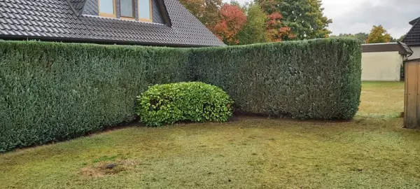 Gepflegter Garten mit Sichtschutzhecke