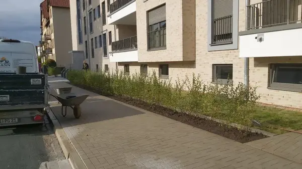 Neupflanzung am Gehweg