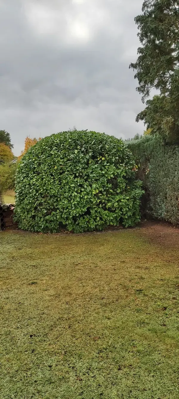 Solitärgehölz im Garten