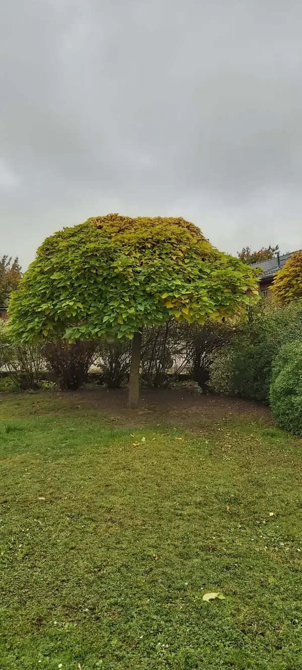 Solitärbaum Mushroom-Shape