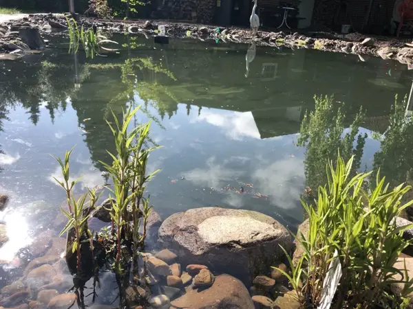 Wasserpflanzen im Fokus