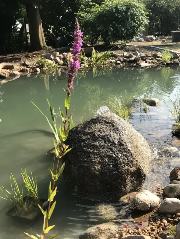 Wasserspiel mit Blütenpracht